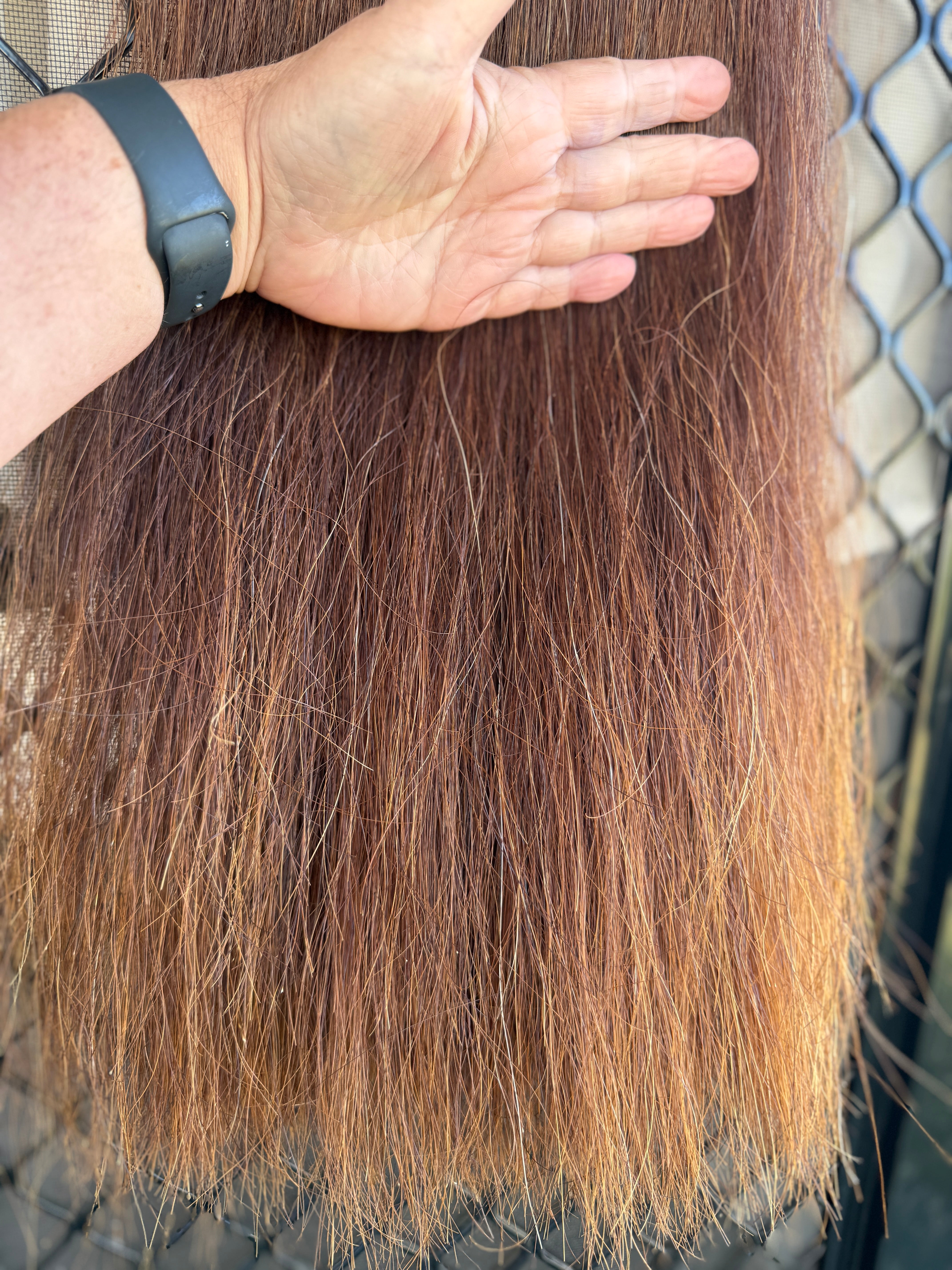 Chestnut Triple Thickness 72 cm cut end