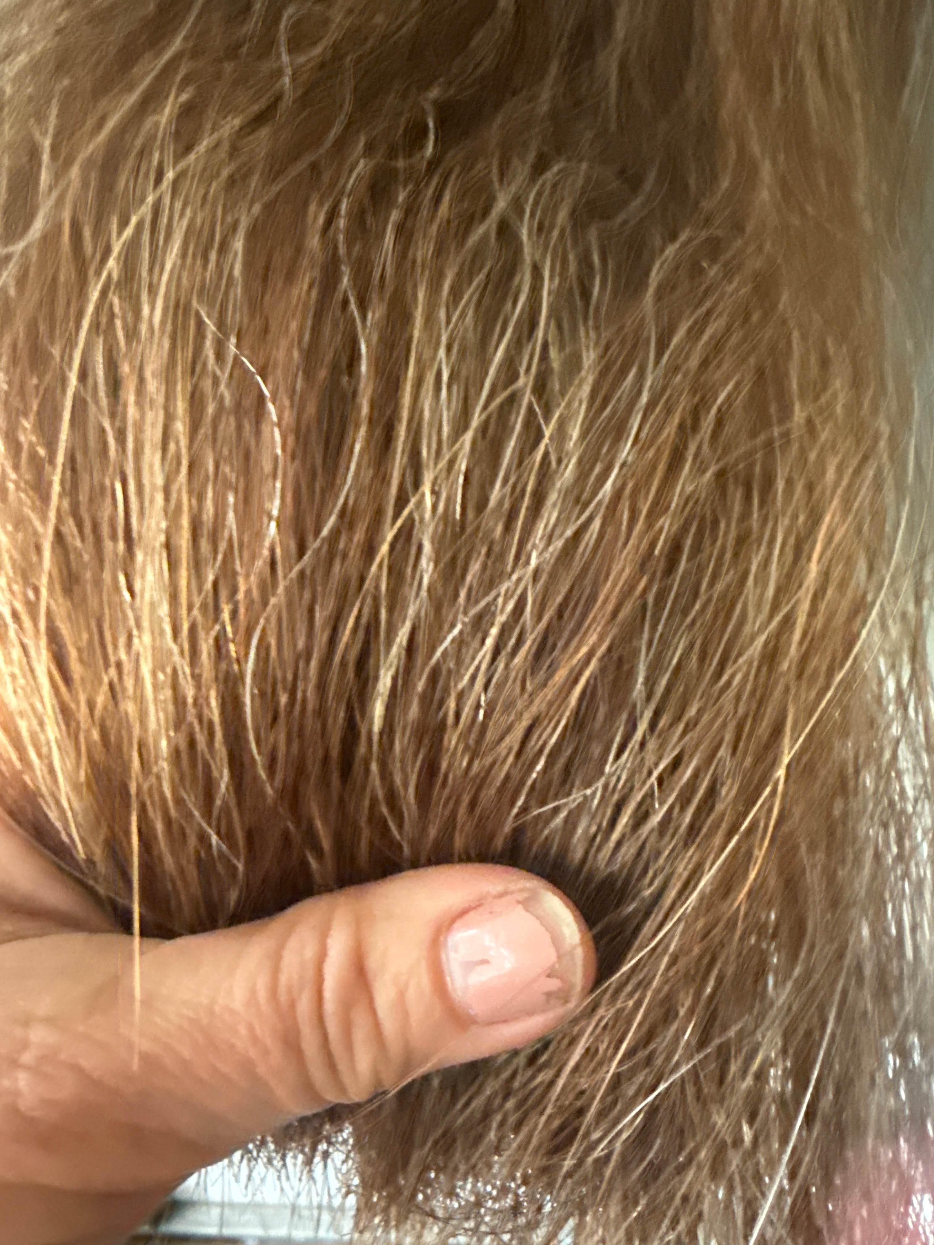 Chestnut Flaxen Blend Full ++ 54cm cut end