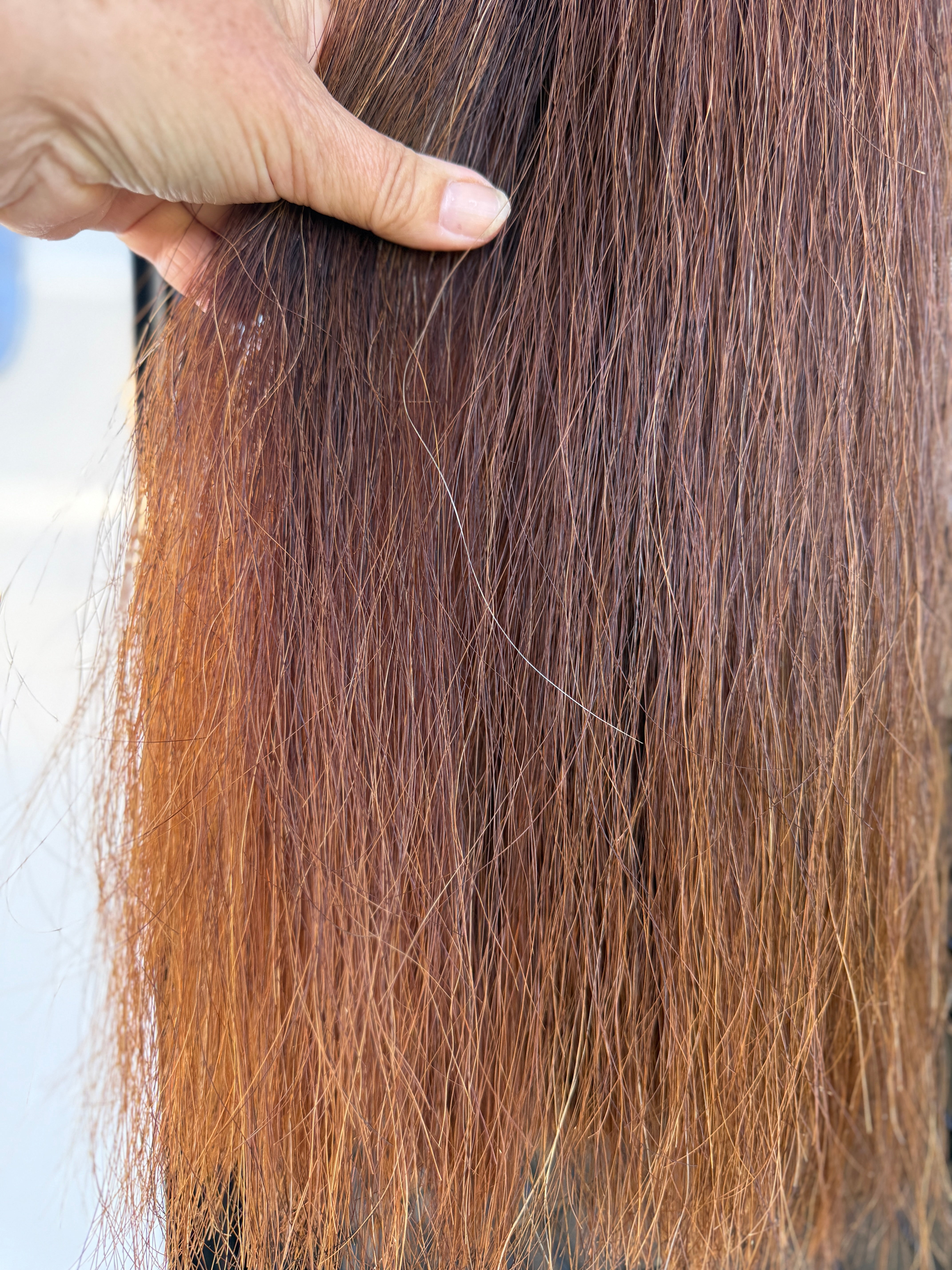 Chestnut Triple Thickness 72 cm cut end