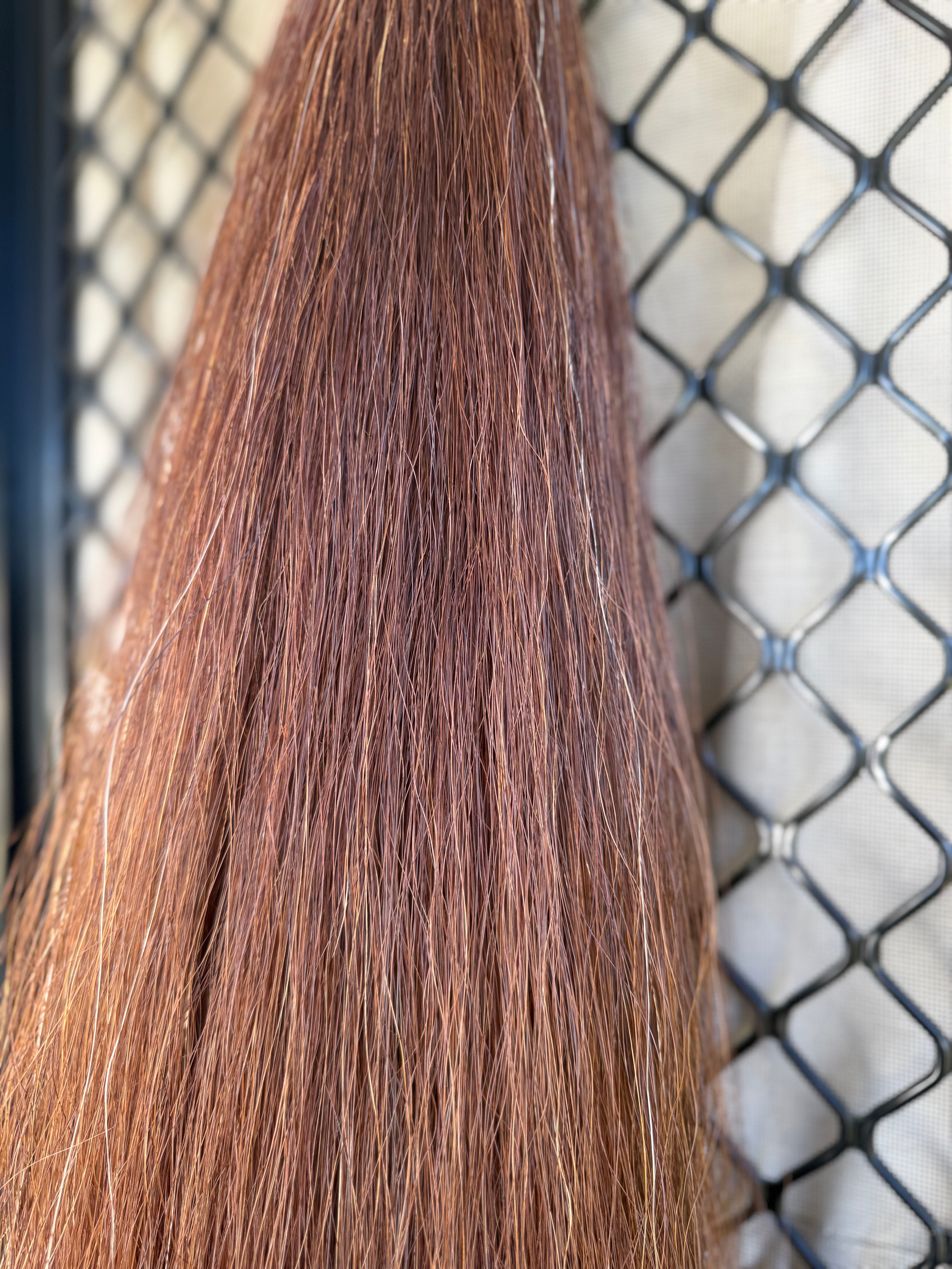 Chestnut Triple Thickness 72 cm cut end