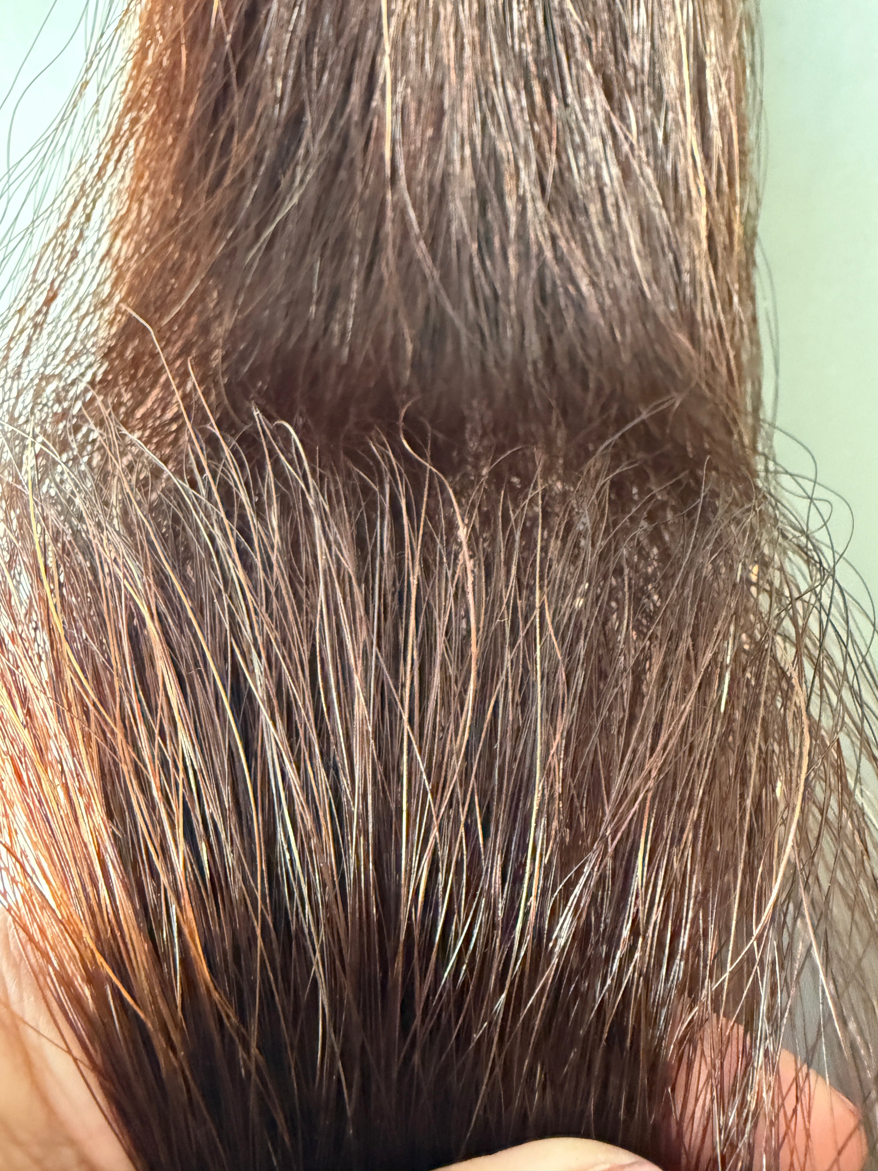 Qhorse Length 100 cm cut end Dark red (almost liver ) big Tripe 780g of hair