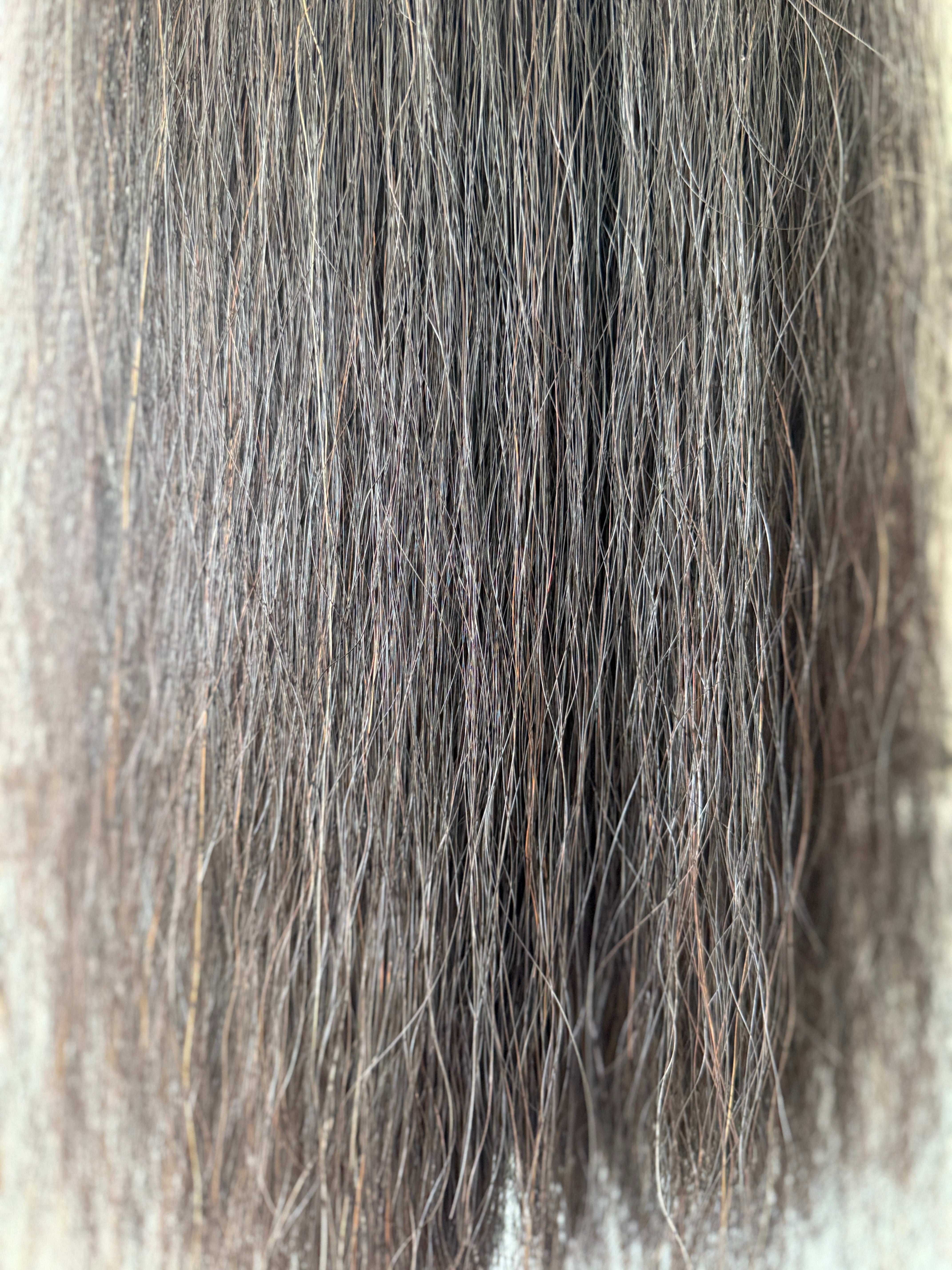 Qhorse length Natural Black ( Liver /black) 100 cm cut end Double thickness