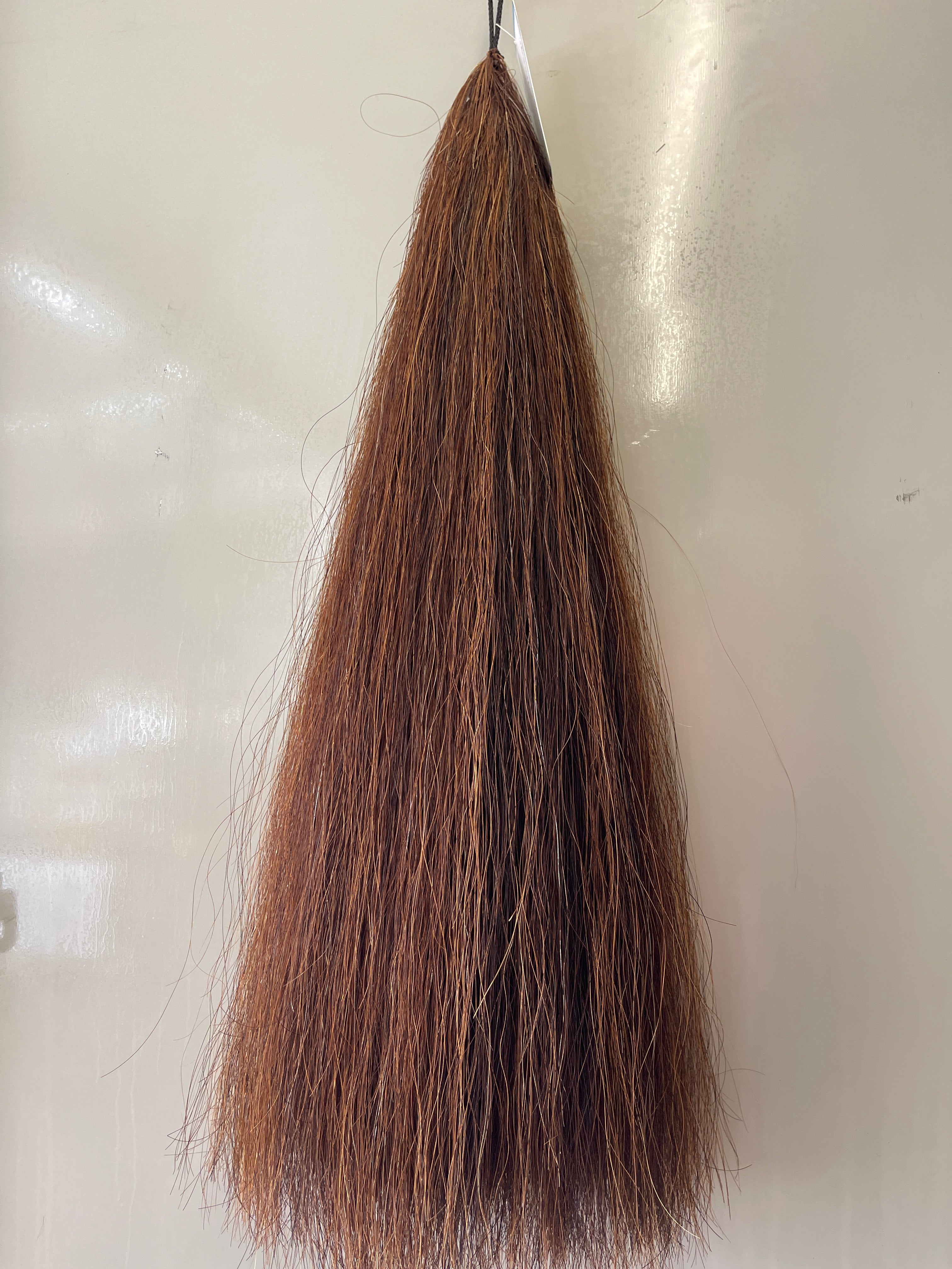 Chestnut- liver Blend Full plus plus 1 3/4 times 62 cm cut end