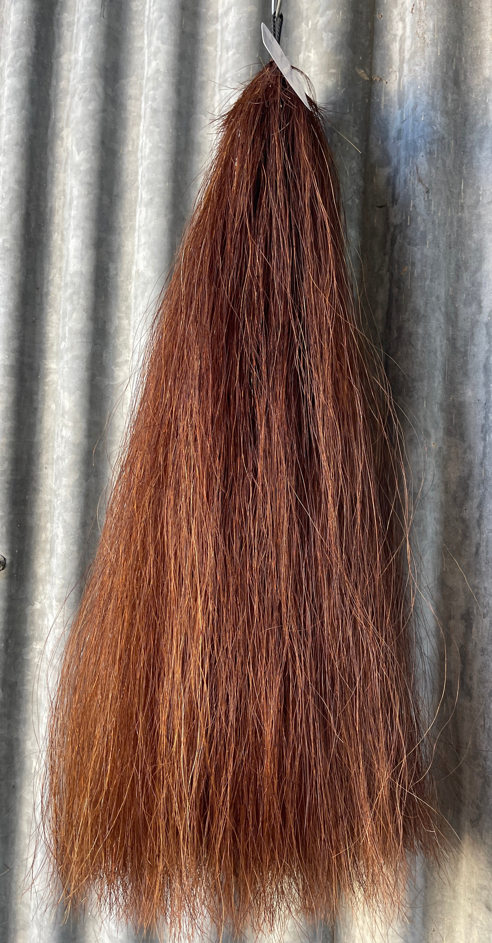 Red chestnut Double thickness 63 cm cut end